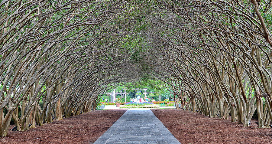 Underpass of tunnel of trees